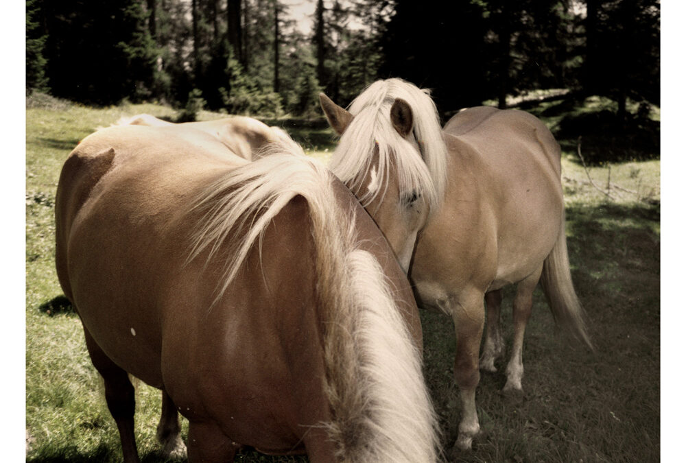 FABIO DOMENICALI “Nowhere”