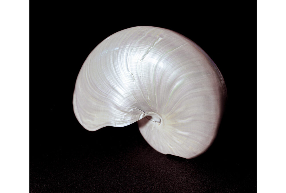 ERICH PERROTTA “Un gallo da solo non tesse un mattino”