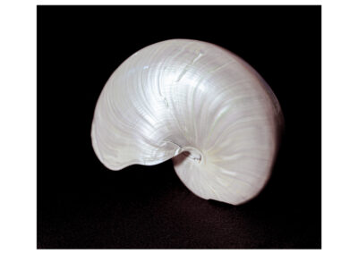 ERICH PERROTTA “Un gallo da solo non tesse un mattino”